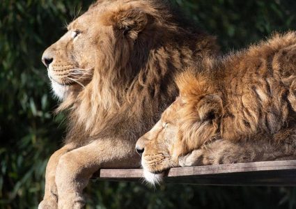 جنوب أفريقيا.. ذبح 16 أسدا ونزع وجوهها ومخالبها لغرض صادم !