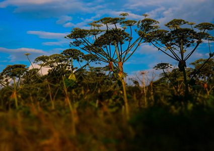 عاصفة من الأعشاب الجافة تبتلع السيارات