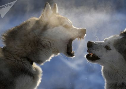 رجل يرتكب جريمة بشعة لصنع معطف