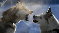 رجل يرتكب جريمة بشعة لصنع معطف