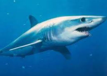 أستراليا.. سمكة قرش تقتل رجلا والشرطة تعلن اختفاء جثته