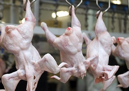 أسعار الدجاج في أسواق غزة اليوم 5 يناير 2020