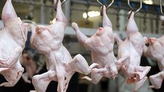 أسعار الدجاج في أسواق غزة اليوم 5 يناير 2020