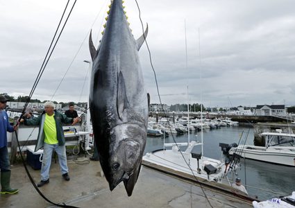 بيع سمكة تونة بسعر 1.8 مليون دولار في مزاد