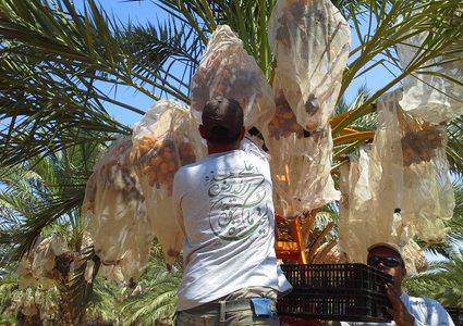 نخيل فلسطين تصدر التمر إلى 25 بلداً في العالم