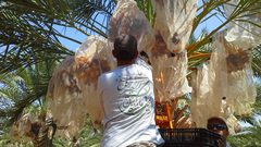 نخيل فلسطين تصدر التمر إلى 25 بلداً في العالم