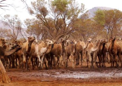 الحكومة الاسترالية تنوي قتل  أكثر من 10 آلاف جمل رمياً بالرصاص