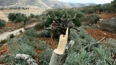 مستوطنون يقطعون أشجار زيتون جنوب نابلس