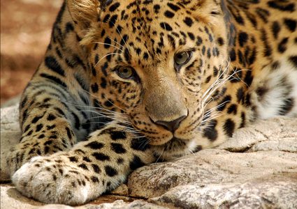 شابة فقدت ذراعها ثمنا لصورة سيلفي مع نمر مرقط