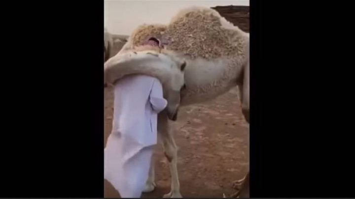 حب ناقة لمالكها يشعل الإنترنت