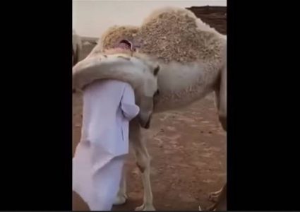 حب ناقة لمالكها يشعل الإنترنت