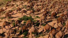 أستراليا تقتل 10 آلاف جمل لحل مشكلة الحرائق