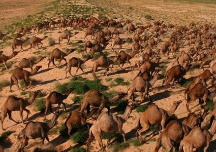 أستراليا تقتل 10 آلاف جمل لحل مشكلة الحرائق