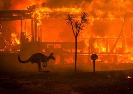 نفوق أكثر من مليار حيوان جراء حرائق أستراليا