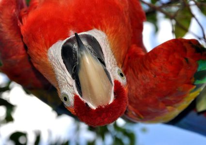 ببغاء يتصل بالشرطة مستنجدا بصوت امرأة