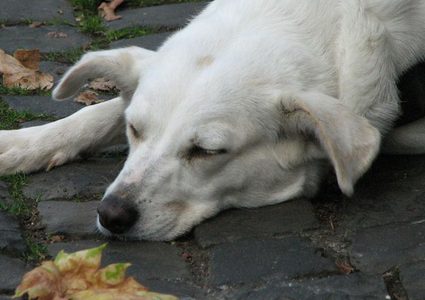 كلب معاق تركته صاحبته ينال اعجاب ملايين