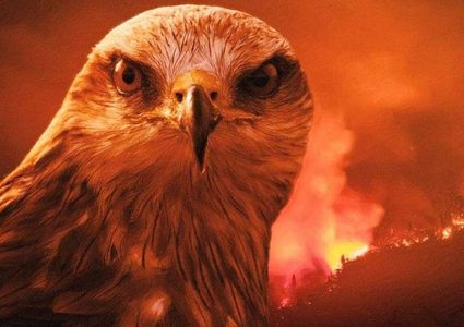 طائر الحدأة.. نذير الشؤم الذي أشعل نيران أستراليا ليصطاد فرائسه !