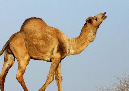 أستراليا تقرر إعدام 10 آلاف جمل