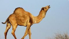 أستراليا تقرر إعدام 10 آلاف جمل