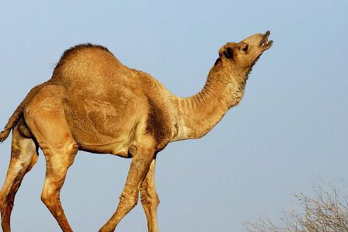 أستراليا تقرر إعدام 10 آلاف جمل