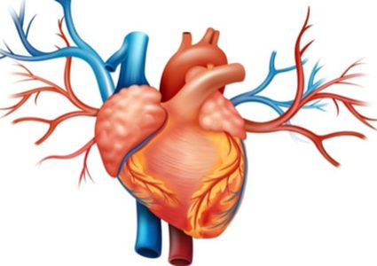 ما هي علاقة نزلات البرد بصحة القلب ؟