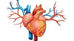 ما هي علاقة نزلات البرد بصحة القلب ؟