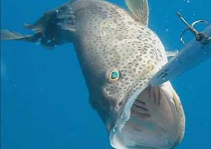 العثور على السمكة الأكبر سنا في العالم