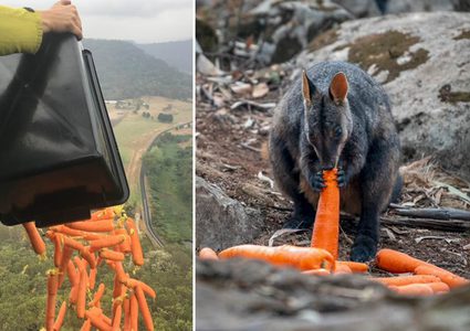 أستراليا تستعين بـ"الجزر والبطاطا" لإنقاذ الحيوانات من الهلاك