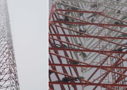 أمريكا.. السلطات تتدخل لحل مشكلة "برج النسور " !