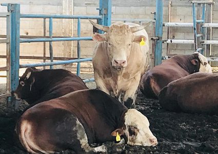 النبالي: قرار الحكومة بوقف استيراد العجول لم يكن مدروساً