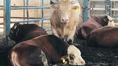 النبالي: قرار الحكومة بوقف استيراد العجول لم يكن مدروساً