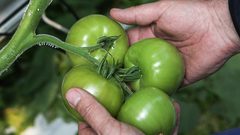 الطماطم وسيلة الرجال في مواجهة العقم