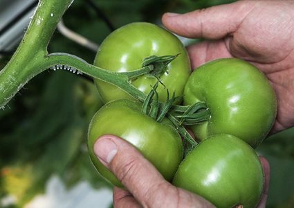 الطماطم وسيلة الرجال في مواجهة العقم