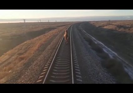 روسيا.. جمل عنيد يؤخر قطار عن الوصول إلى وجهته لمدة ساعة