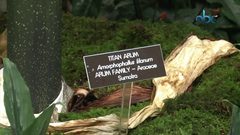 الجثة الاندونيسية.. أكبر زهرة في العالم!