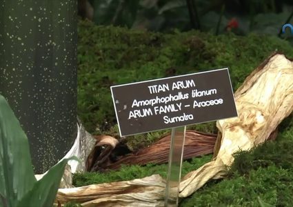 الجثة الاندونيسية.. أكبر زهرة في العالم!