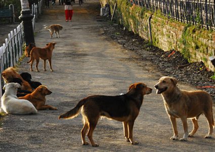 الهند.. كلاب تقتل طفلا حديث الولادة حتى الموت داخل غرفة العمليات!