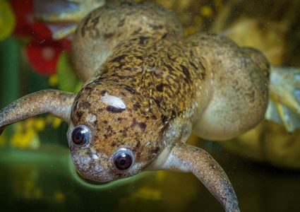 علماء أميركيون يتمكنون من بناء أول روبوت حي من أجنة ضفادع