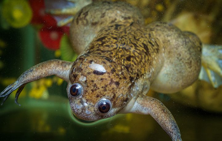 علماء أميركيون يتمكنون من بناء أول روبوت حي من أجنة ضفادع