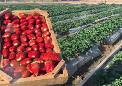 الاحتلال يوقف استيراد الفراولة من غزة