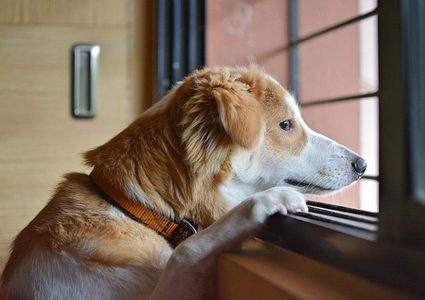 شركة سويدية تطلق قوائم موسيقية للكلاب الوحيدة في المنزل