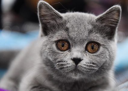 قطة "منقطعة النظير" بعشرين مليون روبل