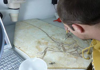 "التنين الراقص" يثير جدل العلماء بصورة كبيرة