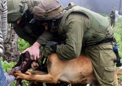 الهيئة: الاحتلال ترك كلب بوليسي ينهش رقبة فتى قاصر خلال الاعتقال