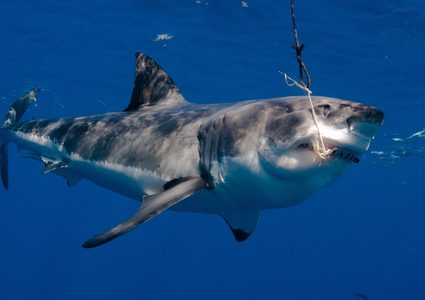 تعرفوا على سبب "المعاناة الصامتة" للملايين من أسماك القرش