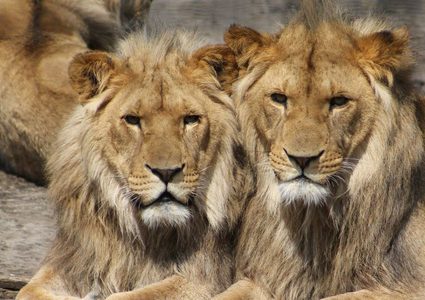 حملة لإنقاذ أسود مصابة بسوء التغذية في السودان