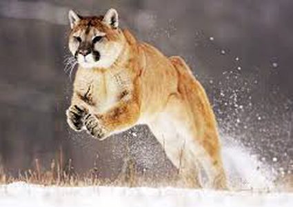 أب شجاع ينقذ طفله من أنياب أسد مفترس بطريقة شبه إعجازية