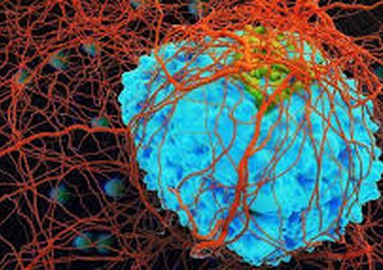 علاج مرض السرطان يعتمد على جهاز المناعة البشري