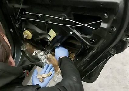 تركيا.. إحباط محاولة تهريب 5000 سلحفاة صغيرة !