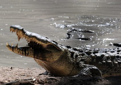 تمساح مشوي في السعودية يثير جدلاً